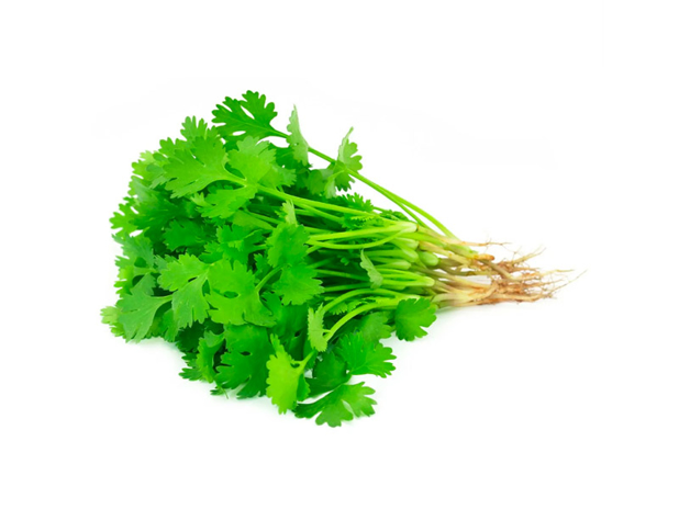 Coriander Bunch